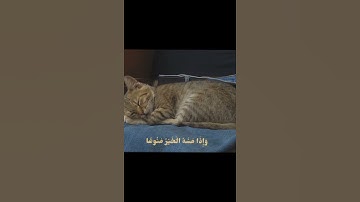  تلاوه هادئه من شيخ عبد باسط عبد الصمد ✨️