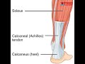 Amazing Tendon- Athletes has longer Achilles Tendon and shorter calf muscle! Physiotherapy clinic.