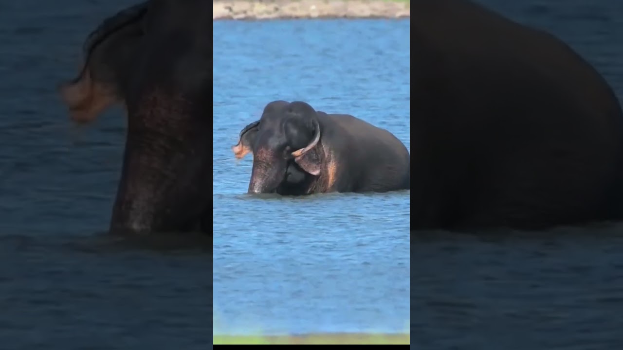 Worlds Largest Land Animal Bathing The River 