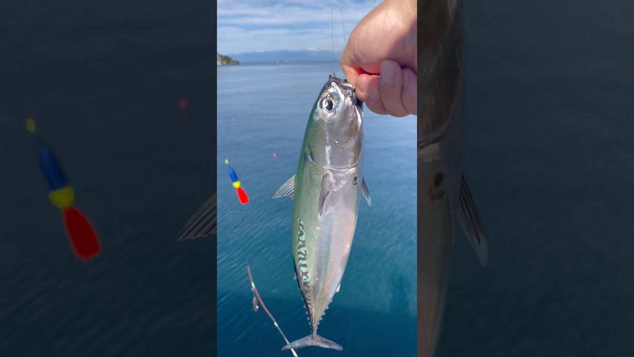 カツオ釣りが楽しすぎて、美味すぎる!#釣り #fishing #釣り好きと繋がりたい #釣り部