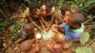 Mango Les Mangues Sauvages Wild Mangoes