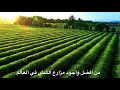 شاي الكبوس من افضل واجود مزارع الشاي في ألعالم الاختيار الأمثل 