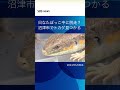 日なたぼっこ中に脱走?沼津市でトカゲ見つかる#shorts#SBSNEWS