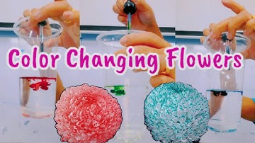 Color Changing Flowers Experiment