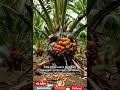 Perburuan Tikus di Kebun Sawit… Detik-Detik yang Bikin Tegang! #viralvideo #fyp #kebunsawit #tikus