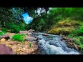 Soothing Water Stream Ambience – Roaring River Among Rocks and Fresh Green Forest Views