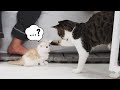 The Thrilling Face-to-Face with Baby Cats│Why did Yuni bother Soni!?