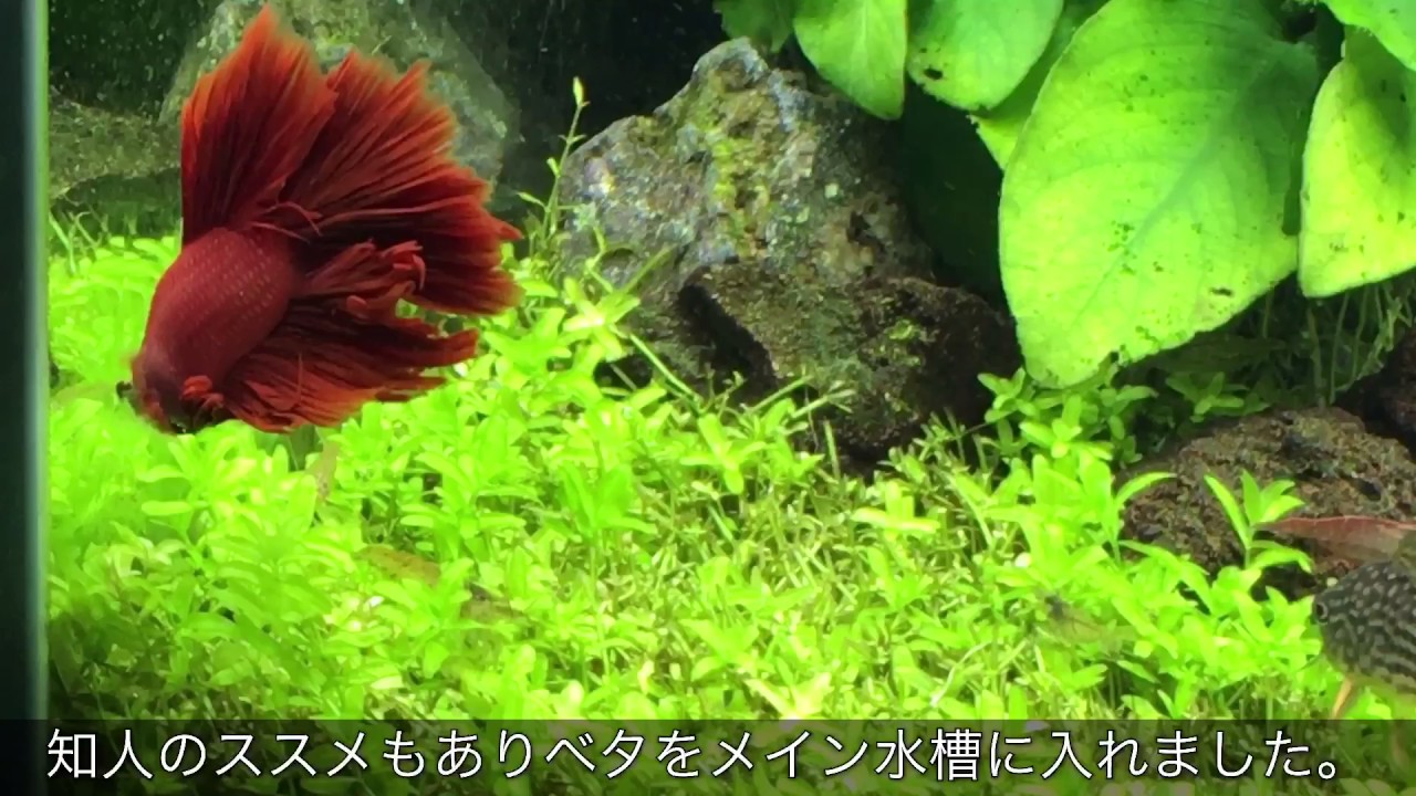 アクアリウム ベタ ハーフムーン 水草水槽 混泳 Youtube