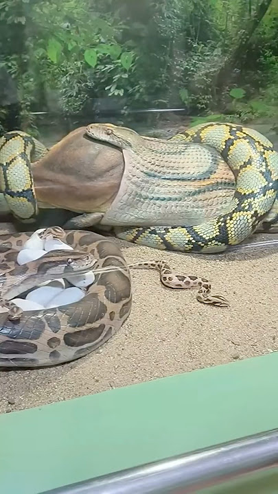 Top three largest snakes on Earth!🐍😨🌎