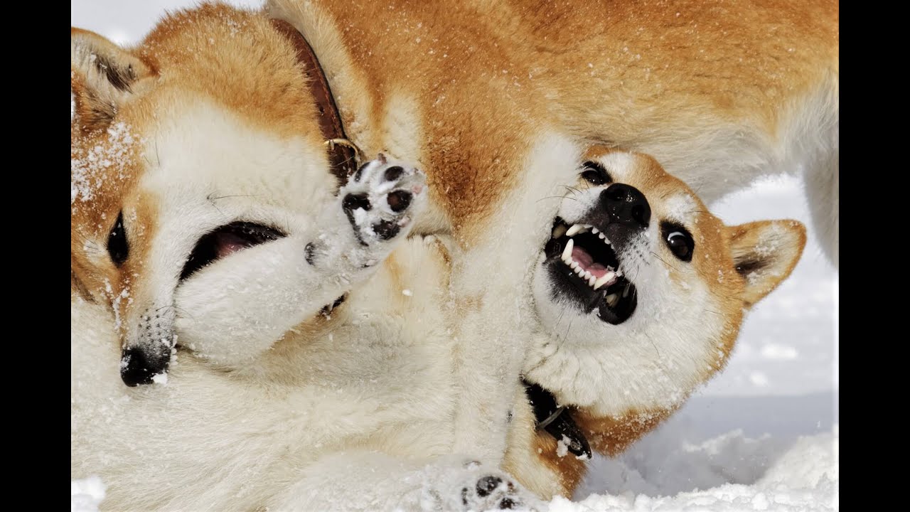 Other Dog and Cat Themed Coins Pump as Shiba Inu and Dogecoin Keep ...