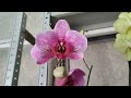Моя маленькая коллекция орхидей