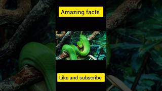 Danger python #viral short #short# secret factory