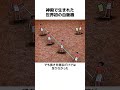 直角を作った古代エジプトの測量法