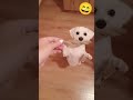 Ringi бpil U Bambijevoj Glavi ЁЯШАЁЯР тЭдя П Ringi бpil U Bambijevoj Glavi ЁЯШАЁЯР тЭдя П