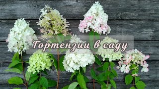 Цветение🌸гортензий #hydrangea #гортензияметельчатая #крупнолистныегортензии