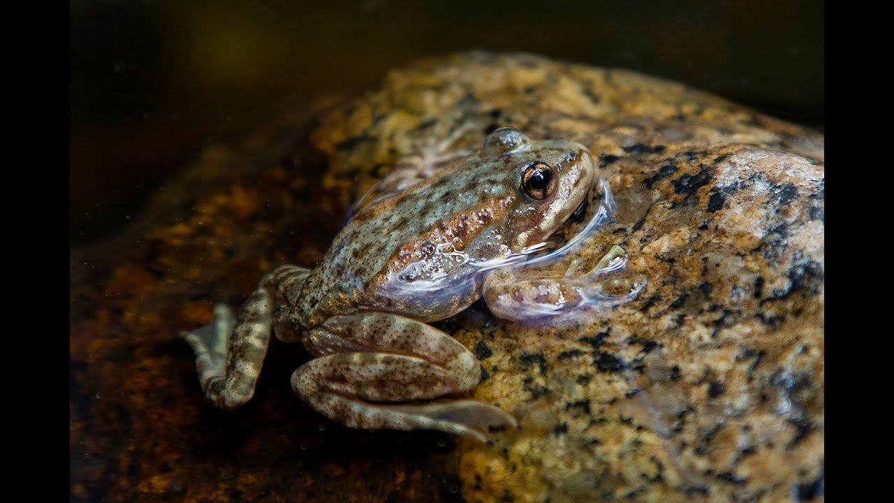 Endangered Mountain Yellow legged Frogs Reintroduced YouTube Endangered Mountain Yellow legged Frogs Reintroduced YouTube