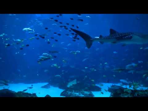 Georgia Aquarium