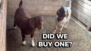 What Can $120 Buy at a Livestock Auction
