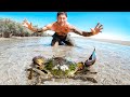 Giant Crab Barehanded Catch And Cook