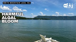 Could a hot summer bring back harmful algal blooms to Smith Mountain Lake?