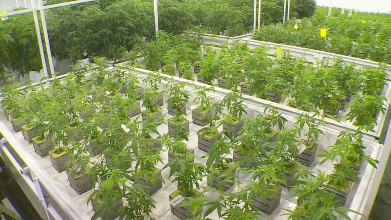 MDH OKs Medical Pot To Treat PTSD