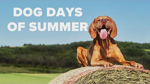 Weather IQ: When and what are the Dog Days of Summer? - DayDayNews