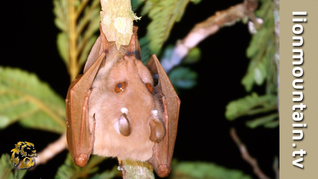 Wahlberg's epauletted fruit bat (Epomophorus wahlbergi) YouTube
