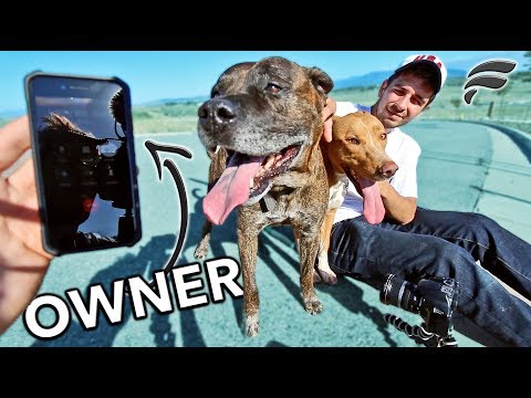 saved-2-lost-dogs-(reunited-with-owner)