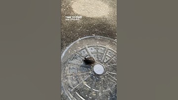 Saved a baby turtle in the garden 🐢 #turtle #garden #nature #freedom #shorts