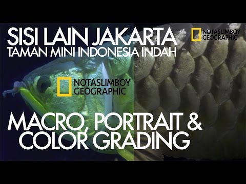 Notaslimboy Geographic - Macro, Portrait, Flat Profile & Color Grading