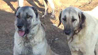 Anadolu Çoban Köpeği Nedir? Akbaş ,Kangal Nedir? Altin Kangal Çi̇ftli̇ği̇nde Bulunan Irklar.