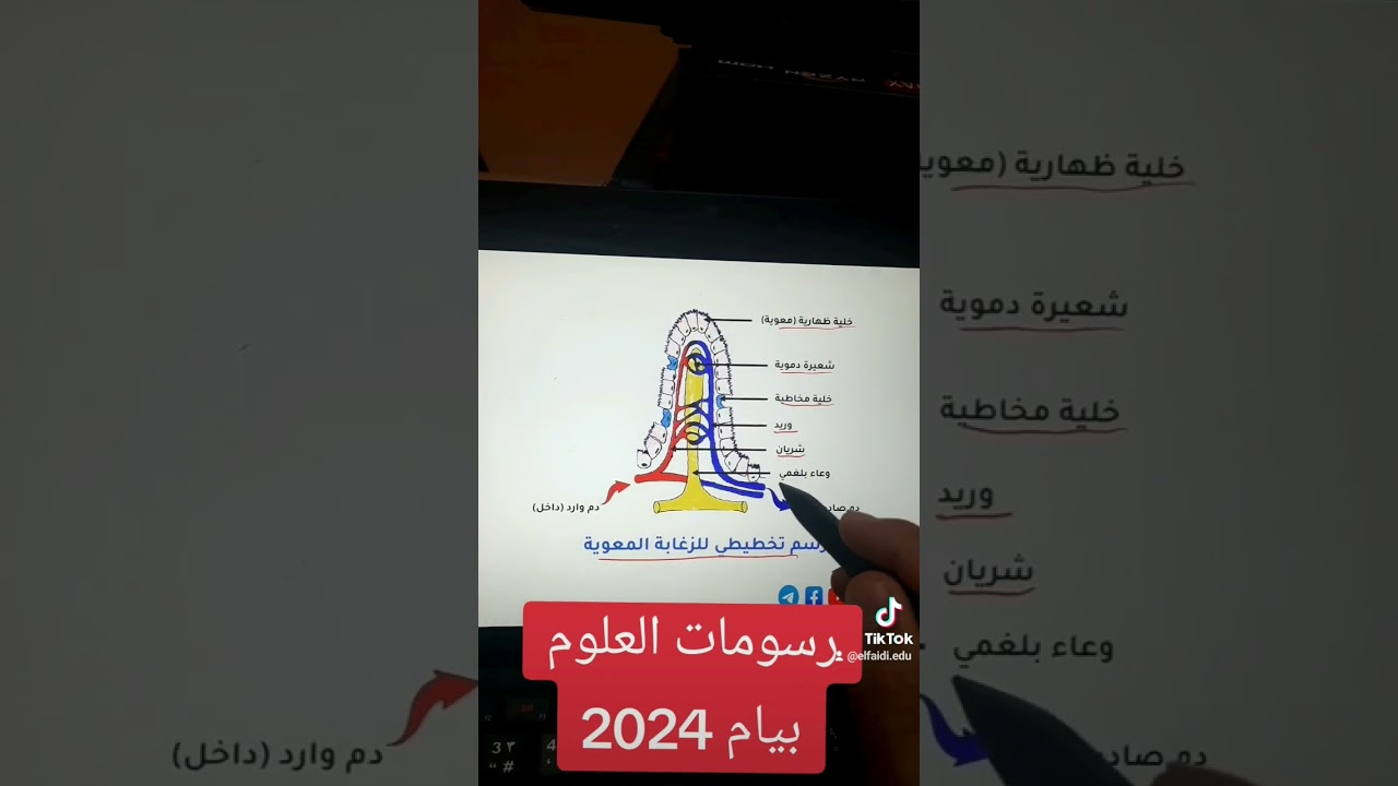الزغابة المعوية #بيام_2024 #bem2024