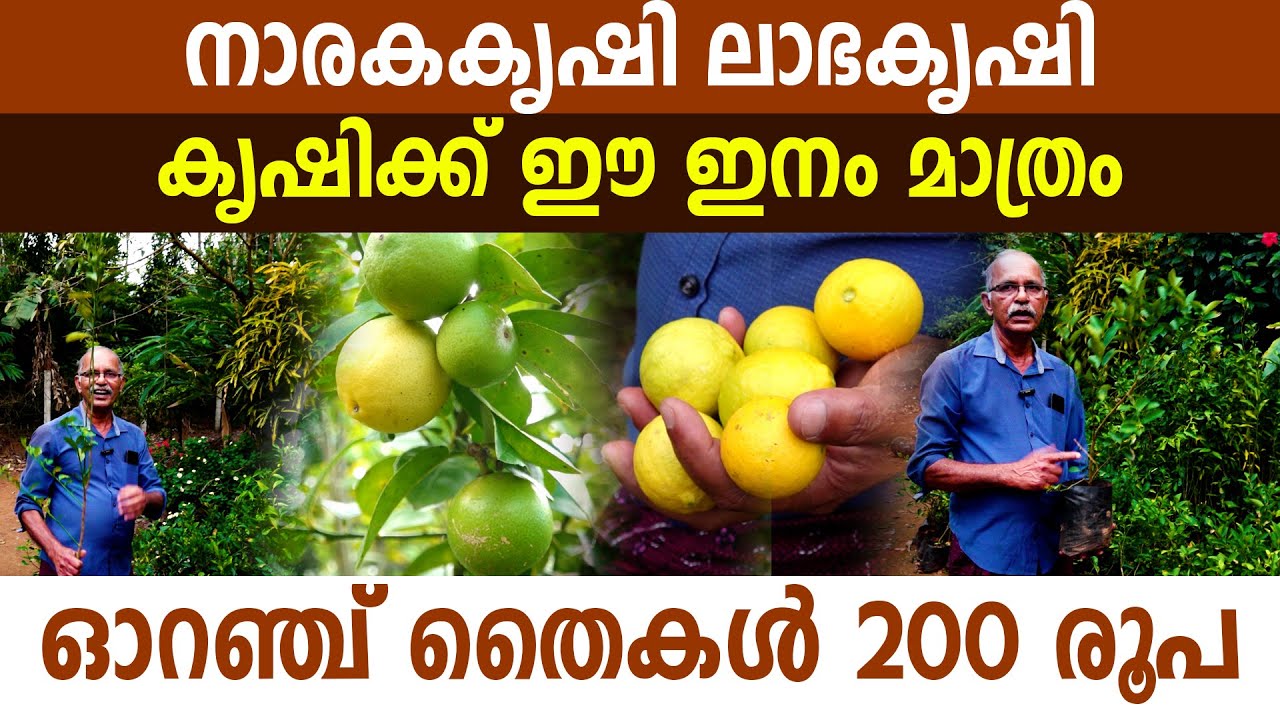 തരിശുഭൂമിൽ വരുമാനമുണ്ടാക്കാവുന്ന ഏകവിള നാരകം I Citrus cultivation in waistland I Citrus fruit I