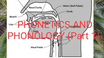 Phonetics module 3 (part 1)