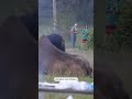 Bison attacks tourist at Yellowstone National Park