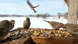 Winter Birds: A Spectacular Show!