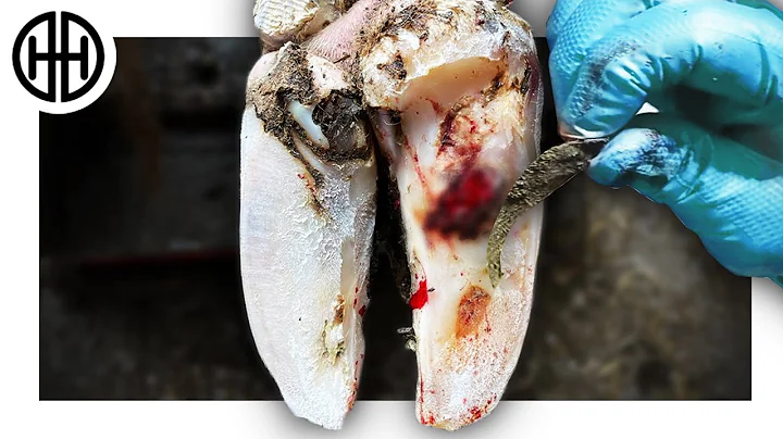 ROTTEN COWS HOOF CLEANING HUGE HIDDEN SECRET REVEALED