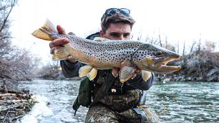 URBAN TROUT FISHING || Giant Brown Trout In the Middle of Town