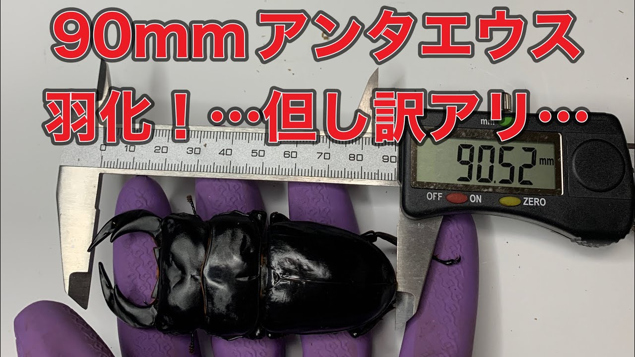 【アンタエウス】９０ｍｍ超えのアンテが出たぞ！！