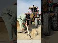 Intervening Quickly: Rescuing a Sheep from a Venomous Cobra with a Plastic Pipe
