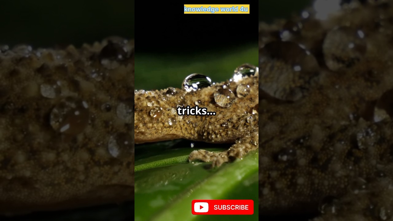 “This Lizard Can Vanish — It’s Not Magic!” 