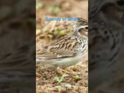 افضل صوت لصيد المطوق الصوت كامل في القناة