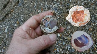 Prospecting yields new gem discovery.  Collecting Pink and Smokey Agate Thundereggs.