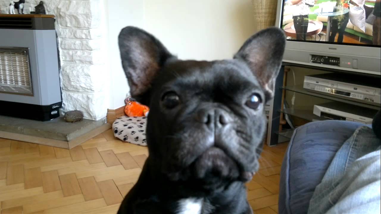 youtube french bulldog talking