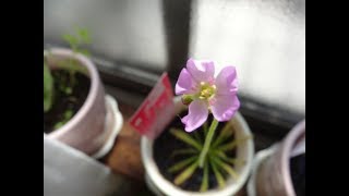 昼間に咲いたモウセンゴケの花・可愛いピンクの小さな花　2016．11．6