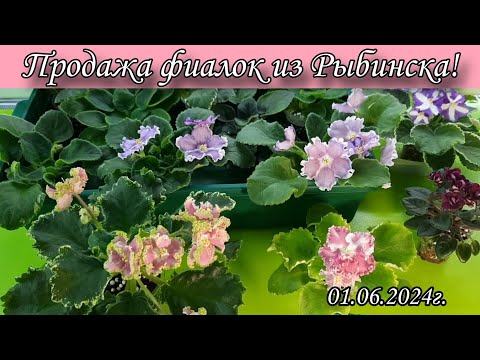 Излишки Моей Коллекции Фиалок! 01.06.2024Г.