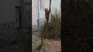 Cat Comes Down a Tree Towards a Lady