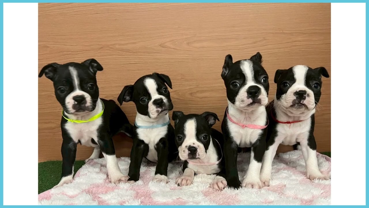 747250 ボストンテリア - YouTube