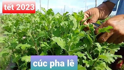 Đi xem cắt cơi cúc pha lê chậu 50 tết 2023
