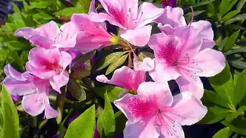 杜鵑花 - 花中西施 - 天天要聞
